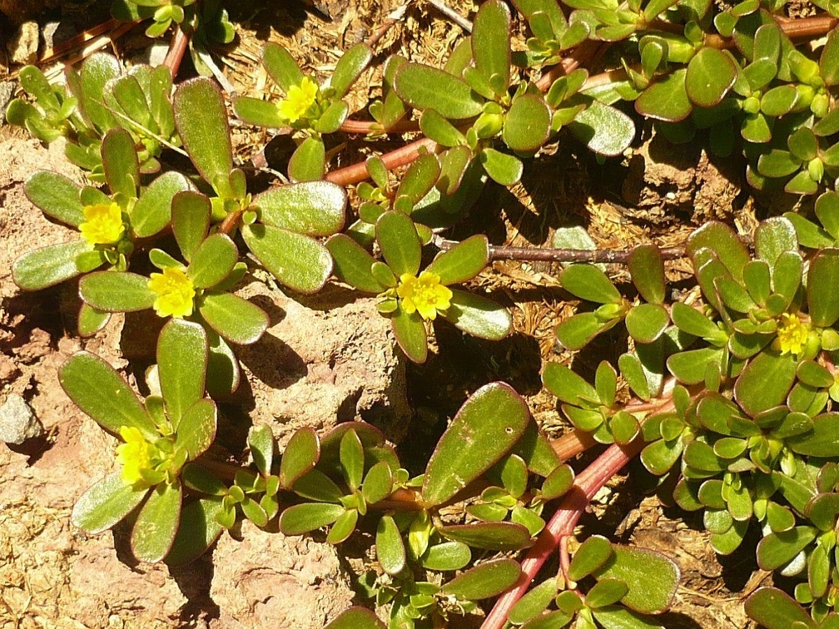 Portulaca trituberculata (Portulacaceae)